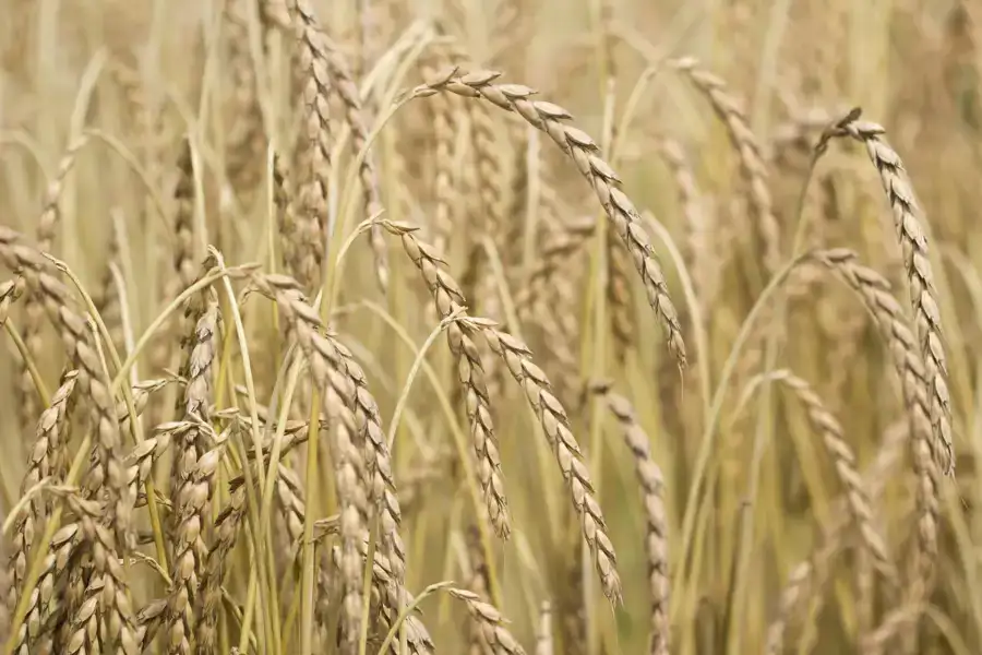 Speltproject zorgt voor lokale productie én meer vruchtwisseling