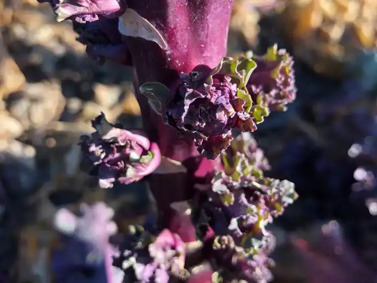 ekoplaza-biologisch-titusgalema-zuyderzeegroente-flowersprouts