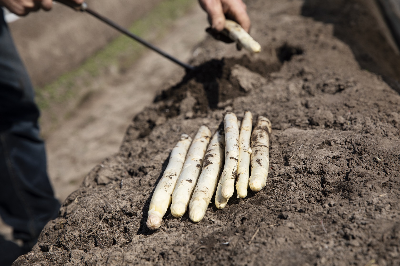 ekoplaza-biologisch-verhoeven-aspergesfeer-1