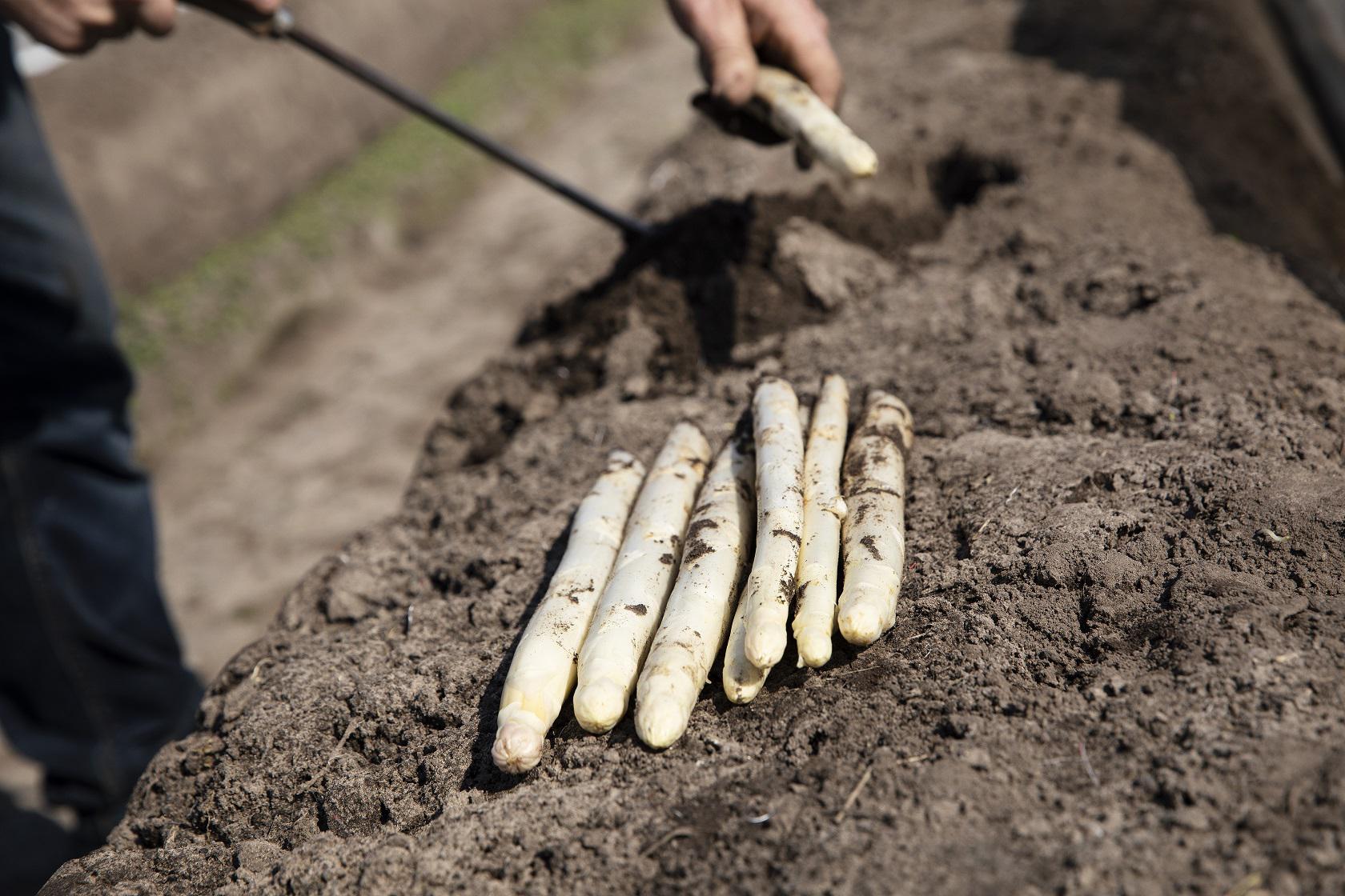 ekoplaza-biologisch-verhoeven-aspergesfeer-1