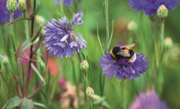 Eerlijk duurt het langst