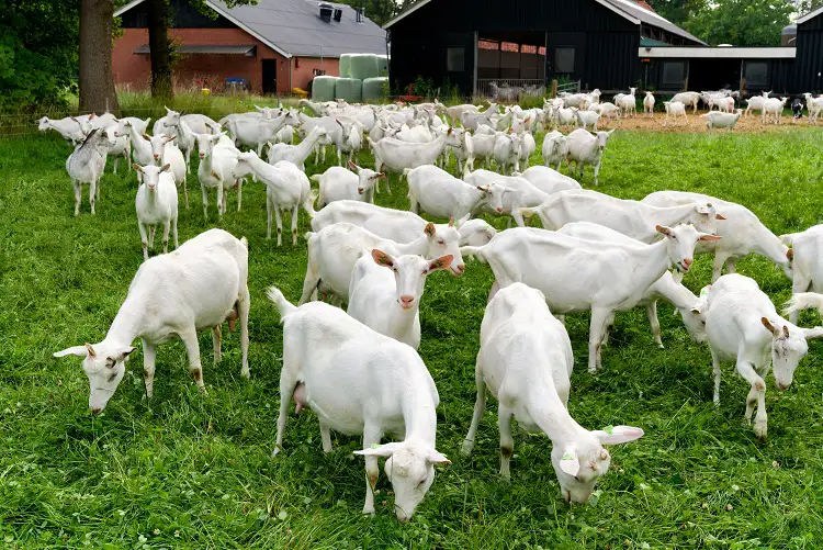 ekoplaza-biologisch-vliek-geiten