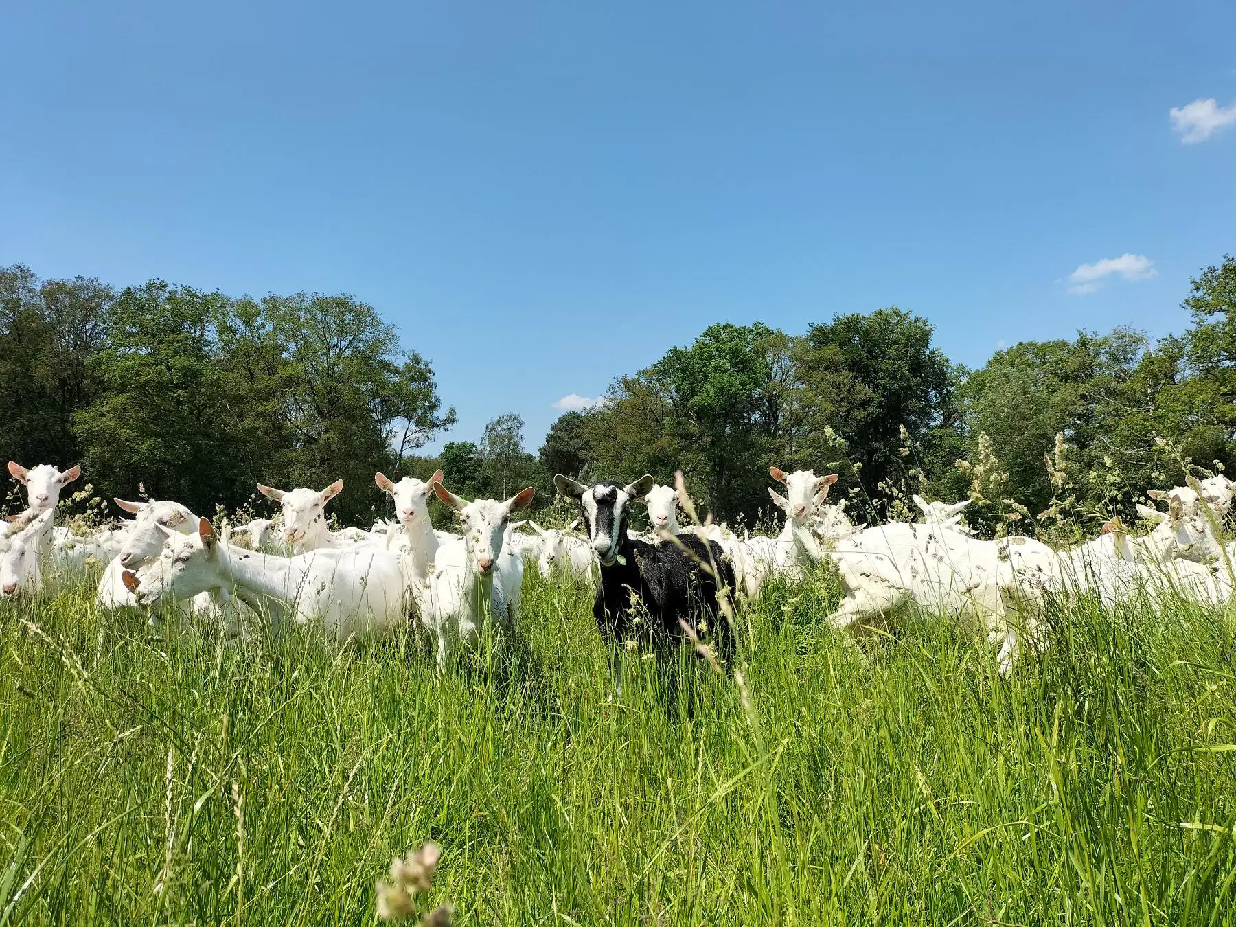 geitenboerderijvliek-melkgeiten