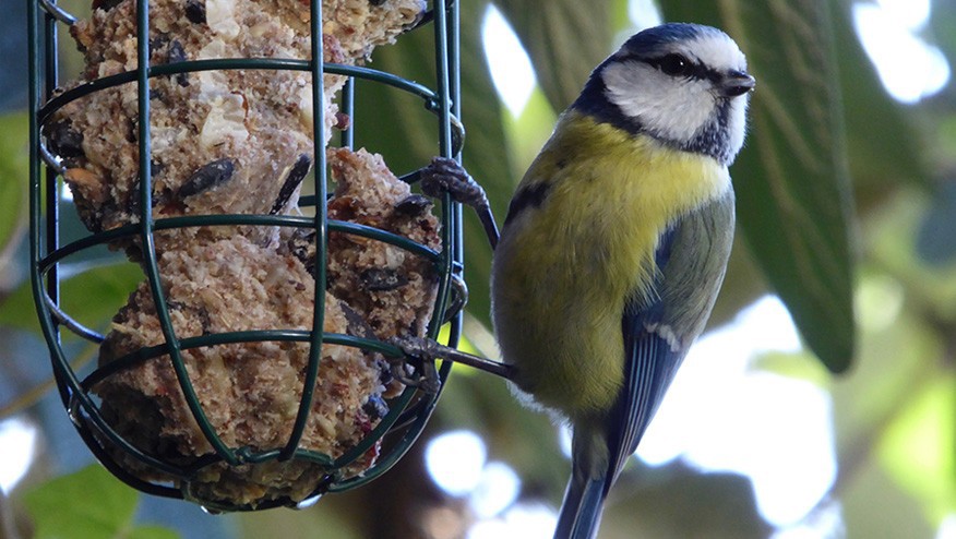 Vogelbescherming Nederland pleit voor gifvrij