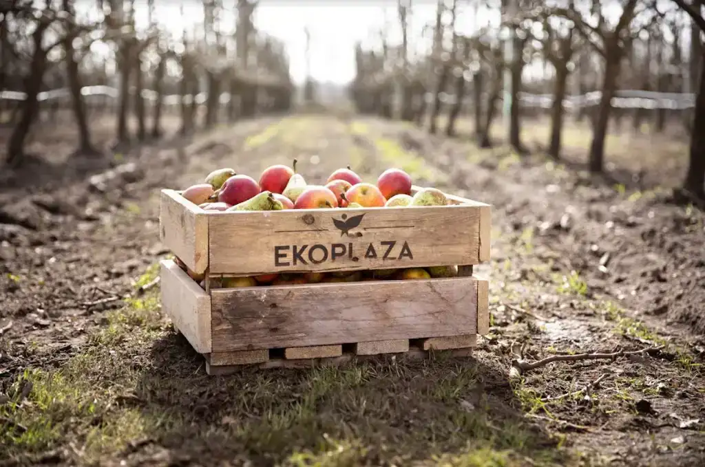 Biologische appels in een Ekoplaza-kratje in een boomgaard