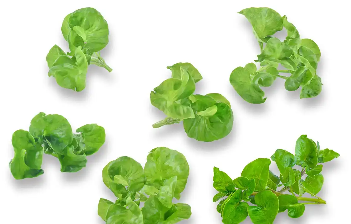 epnl_banner_onderin_homepage_waterkers