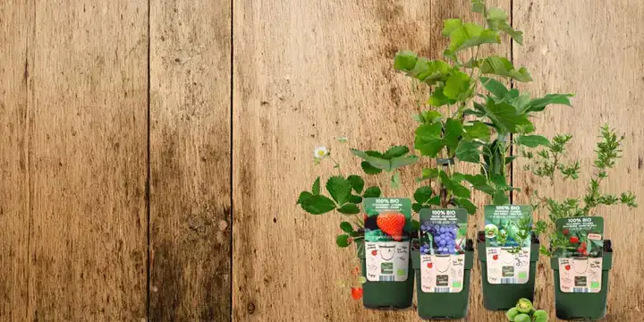 Teler Johan Tielen met biologische aardbeien in zijn hand op zijn bedrijf