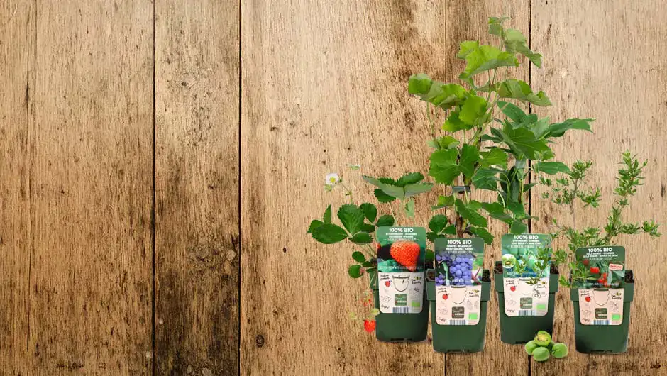 Ekoplaza-biologisch-fruitstruikjes-spaaractie-2026 Fruitstruikjes op houten achtergrond