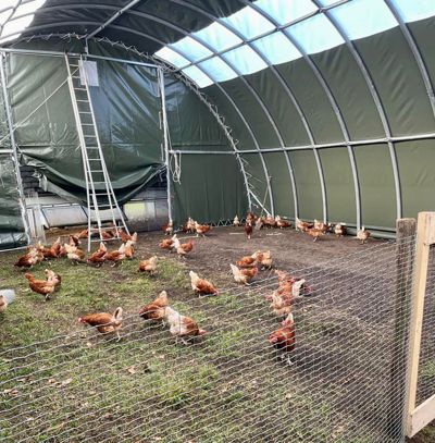 Bij Ekoplaza zetten we kippenwelzijn voorop