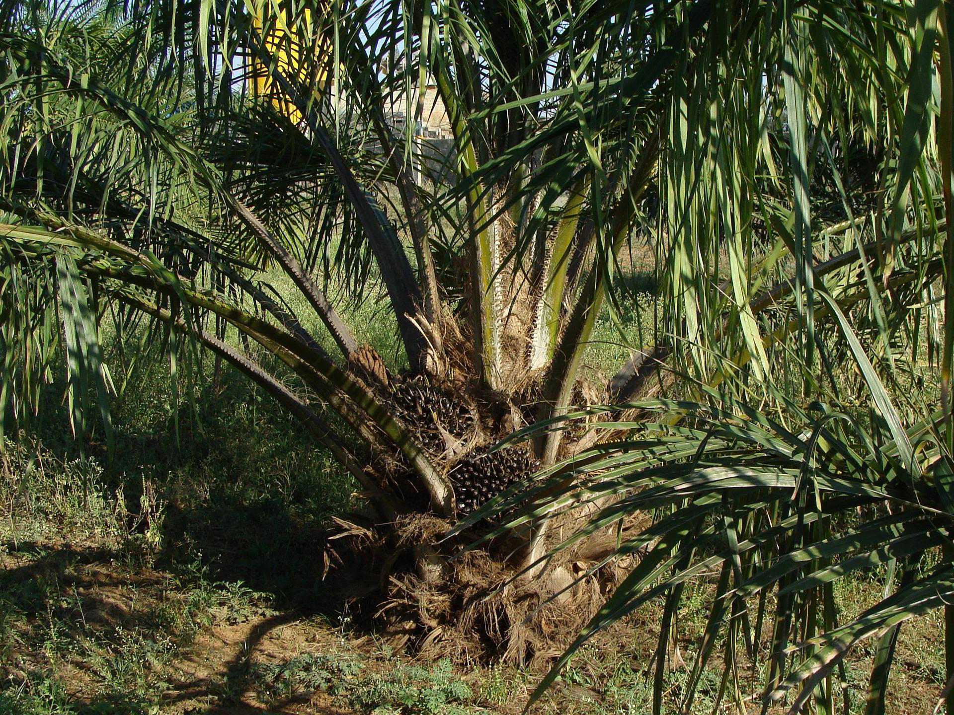 duurzaam-palmolie