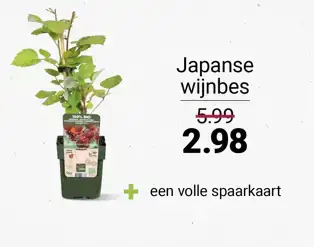 Japanse wijnbes Japanse wijnbes