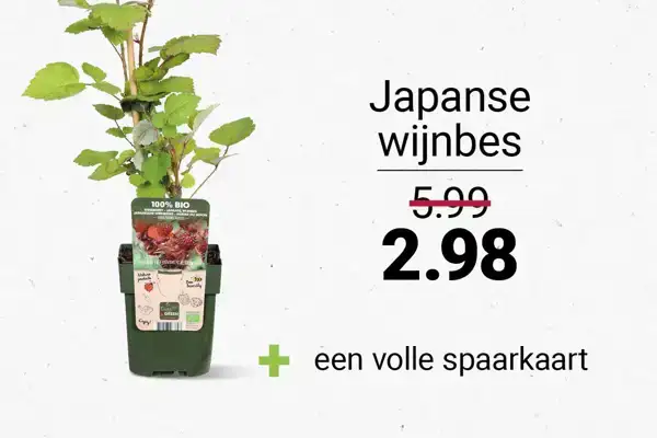 japanse wijnbes