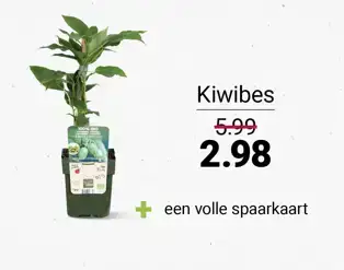 Kiwibes Kiwibes