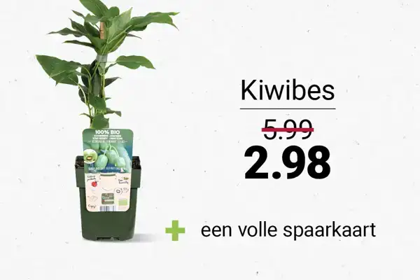 kiwibes