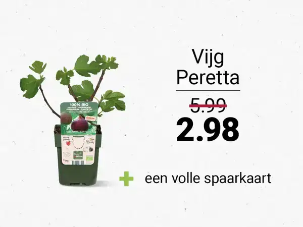 vijg peretta