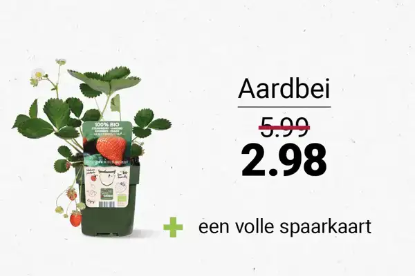 aarbei