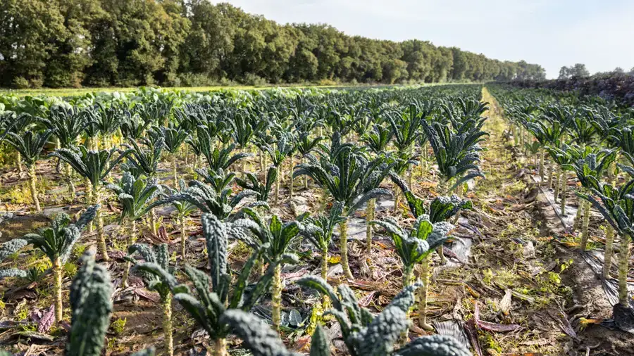 veld-cavolo-nero-2