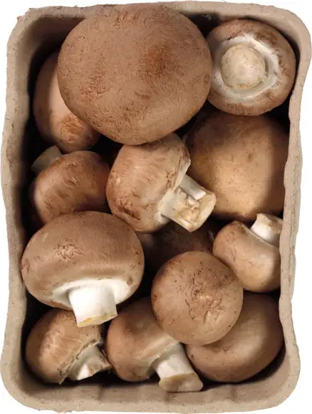 Kastanjechampignons