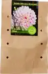 Wittem dahlia