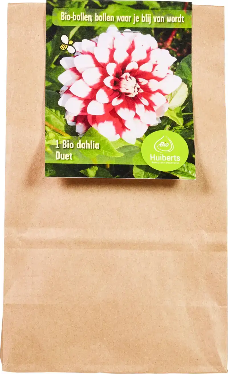 Duet dahlia