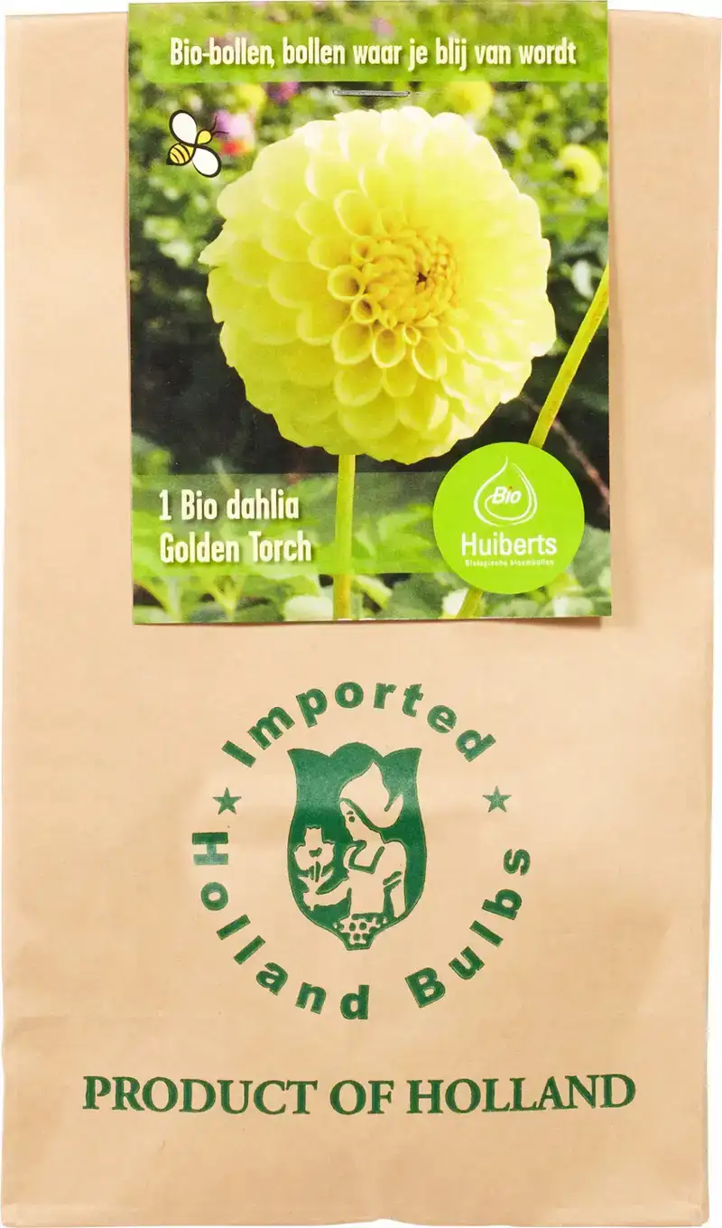 Golden Torch dahlia