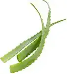 Aloë vera