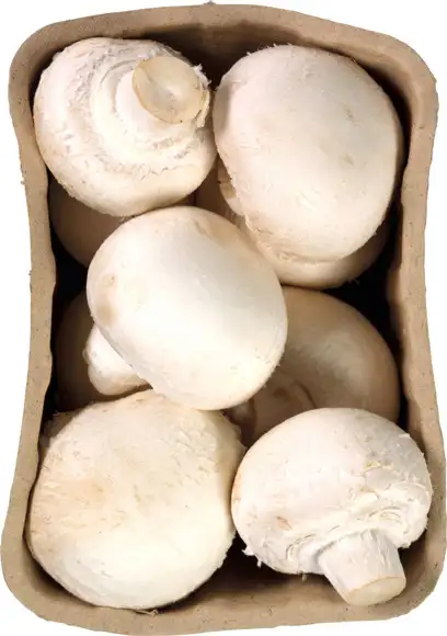Witte champignons
