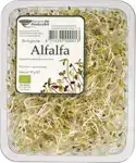 Alfalfa