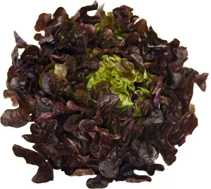 Eikenbladsla