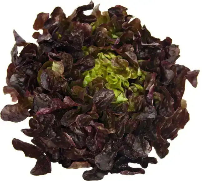 Eikenbladsla